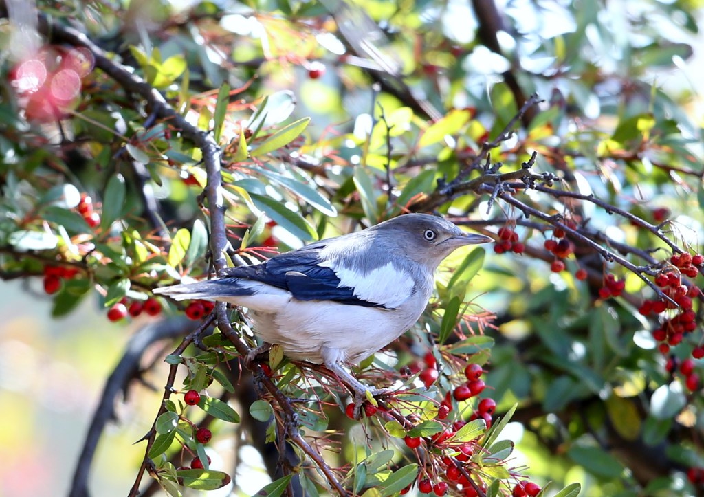 珍鳥カラムクドリ。今年最後の鳥撮で初撮り