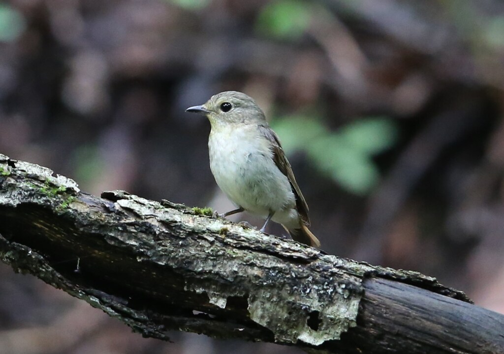 キビタキ♀