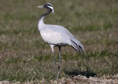 迷鳥　アネハヅル