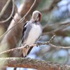 コムクドリ♂