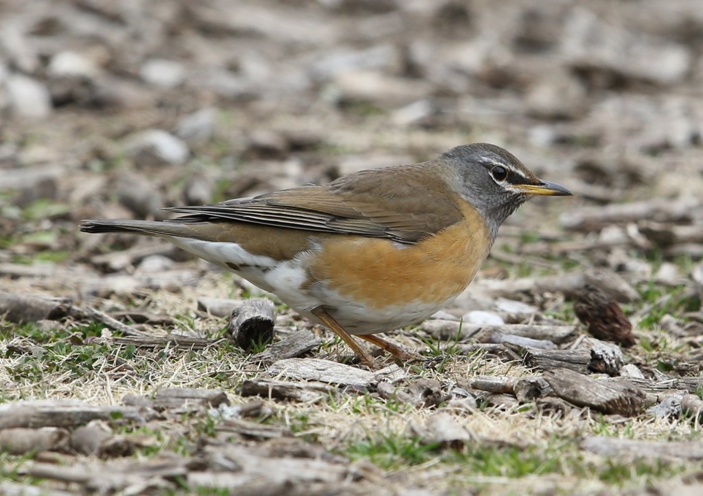 マミチャジナイ