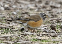 マミチャジナイ