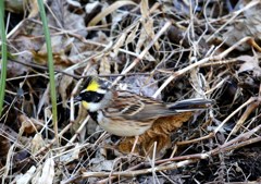 食事中　ミヤマホオジロ