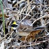 食事中　ミヤマホオジロ
