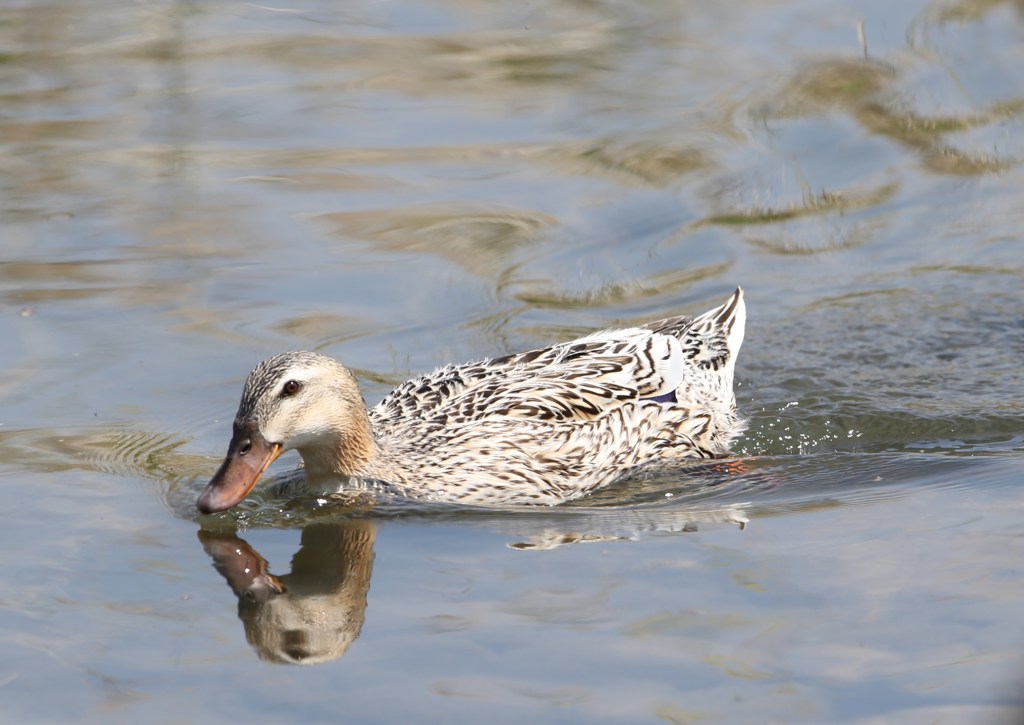 白っぽいカモ。実はアヒルでした＾＾