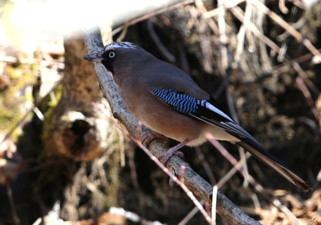 カケス