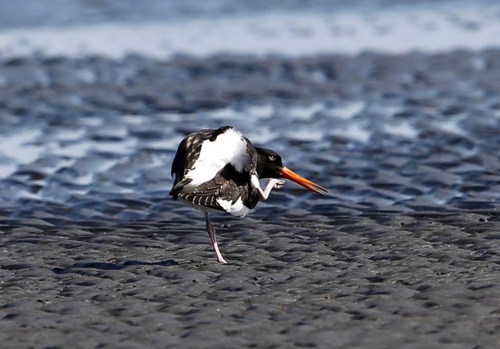 かゆ～い　ミヤコドリ