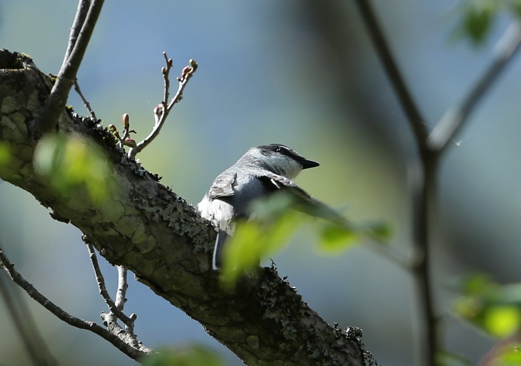 戸隠にて　サンショウクイ