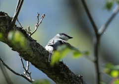 戸隠にて　サンショウクイ