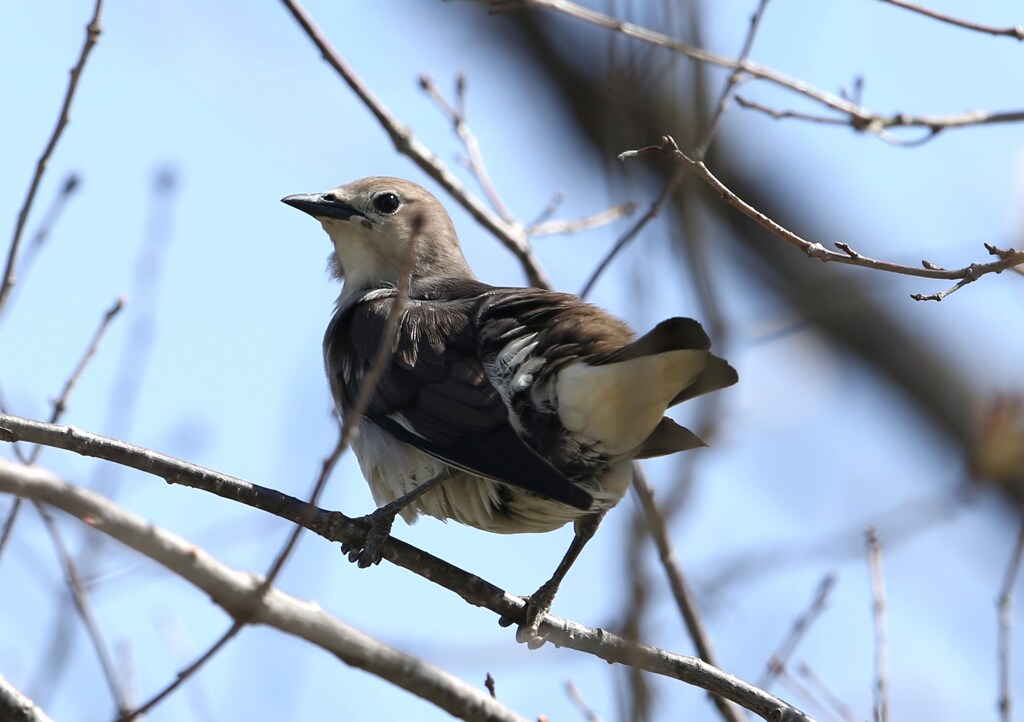 コムクドリ♀