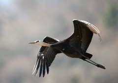 飛んでるところも　ナベズル幼鳥