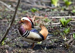 森林公園の小鳥たち　オシドリ　