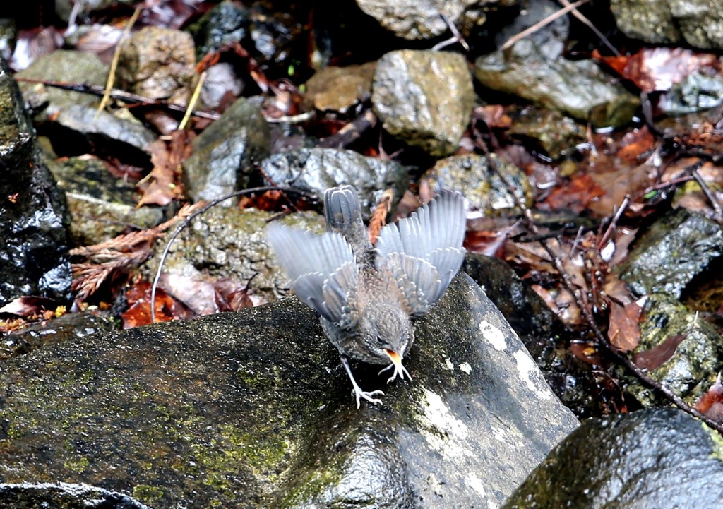 親離れ子離れの時。カワガラス雛