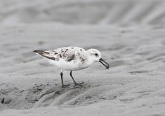 ミユビシギ幼鳥に決定