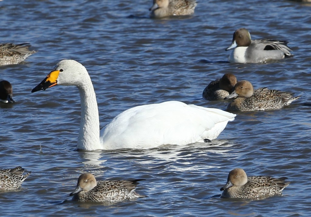 白鳥３態　コハクチョウ