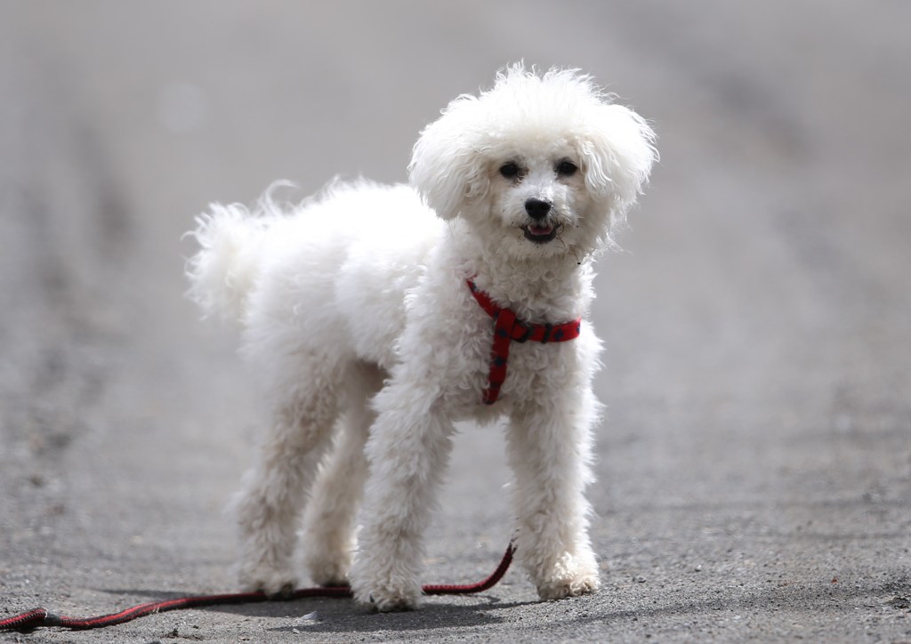 番外　我が家の愛犬