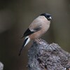 国内渡り　ウソ♀