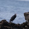 クロサギ