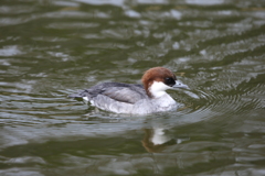 お転婆娘、ミコアイサ♀