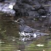 クロツグミ　沐浴中