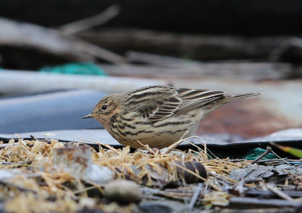 ムネアカタヒバリ