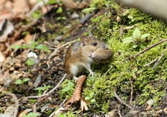 子供咥えて移動中。ヒメネズミ
