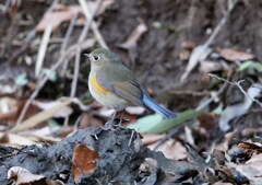 お立ち台　ルリビタキ♀