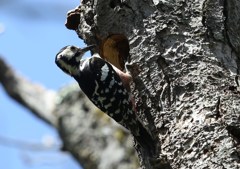 戸隠にて　オオアカゲラ♀