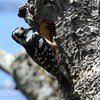 戸隠にて　オオアカゲラ♀