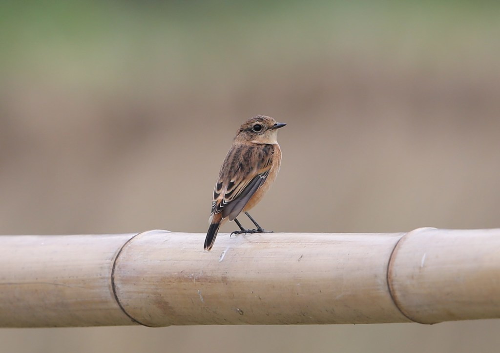 はざの上のノビタキ
