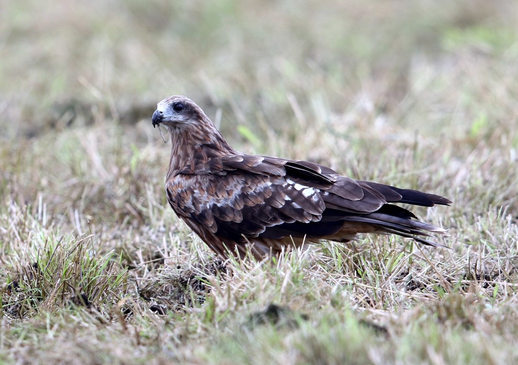 地上に降りたトビ