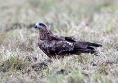 地上に降りたトビ