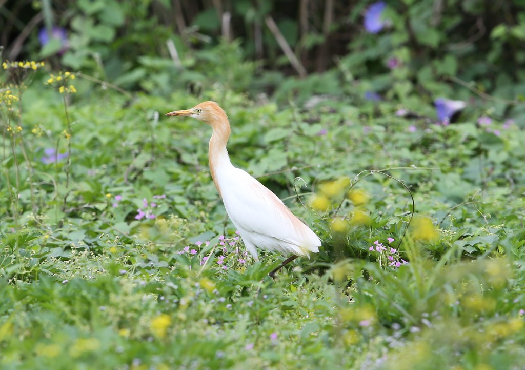 アマサギその２