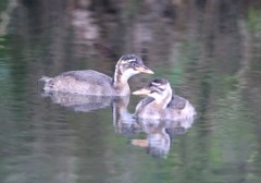 1か月余りたちました。カイツブリ幼鳥