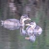 1か月余りたちました。カイツブリ幼鳥