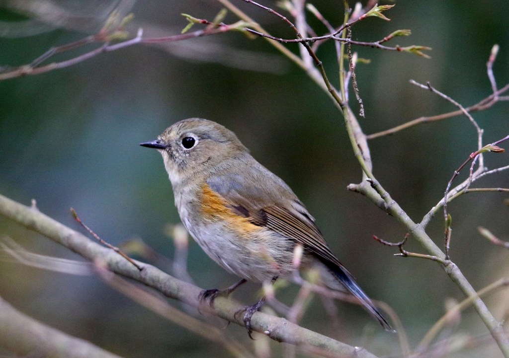 ルリビタキ　♂若