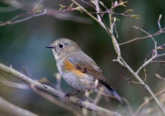 ルリビタキ　♂若