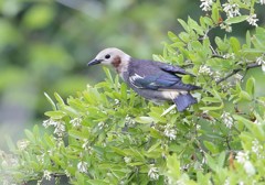 花とコムク♂