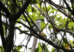 リュウキュウサンショウクイ