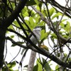 リュウキュウサンショウクイ
