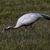 迷鳥　アネハヅル