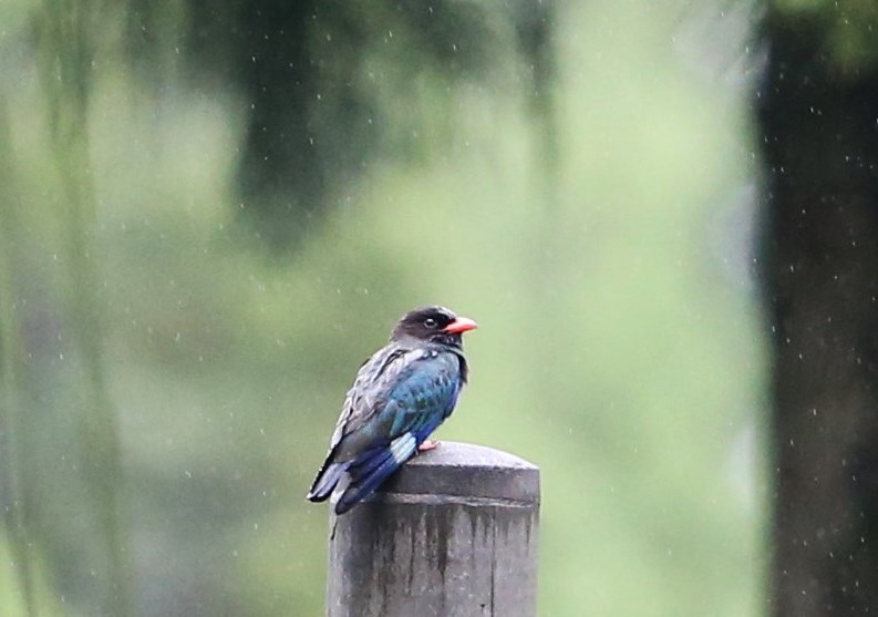 雨の中のブッポウソウ