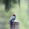 雨の中のブッポウソウ