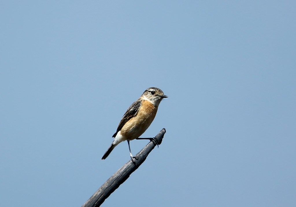 ノビタキ♀