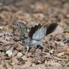 踊るトラちゃん(2)　お～おモウレツー