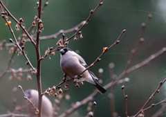 アカウソ♀
