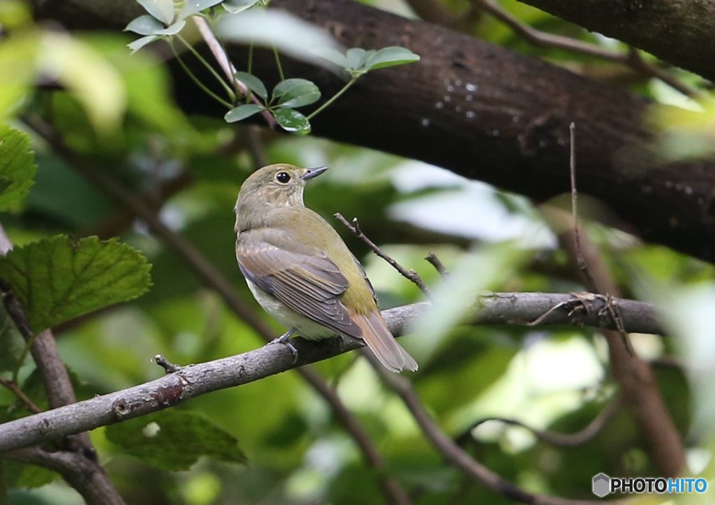 キビタキ♀