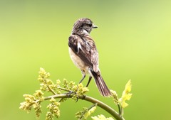 ノビタキ　幼鳥？