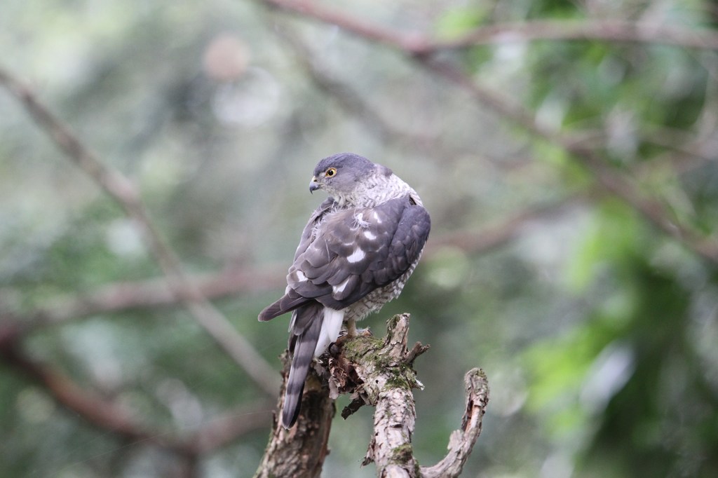 ツミ♀