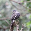 ツミ♀